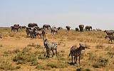 TANZANIA - Serengeti National Park - 055